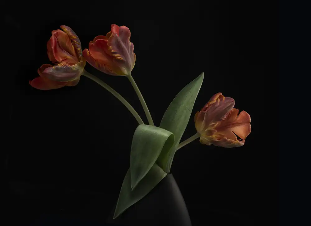 Grønkjær, Lotte: Tulipes dans un vase