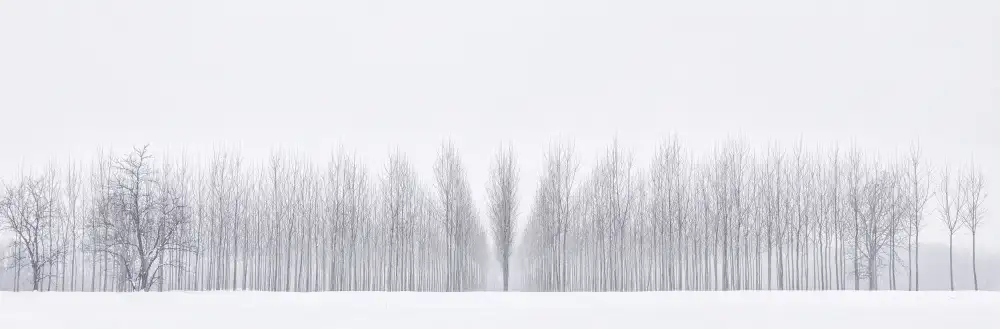 Carozzi, Fiorenzo: Bosco invernale