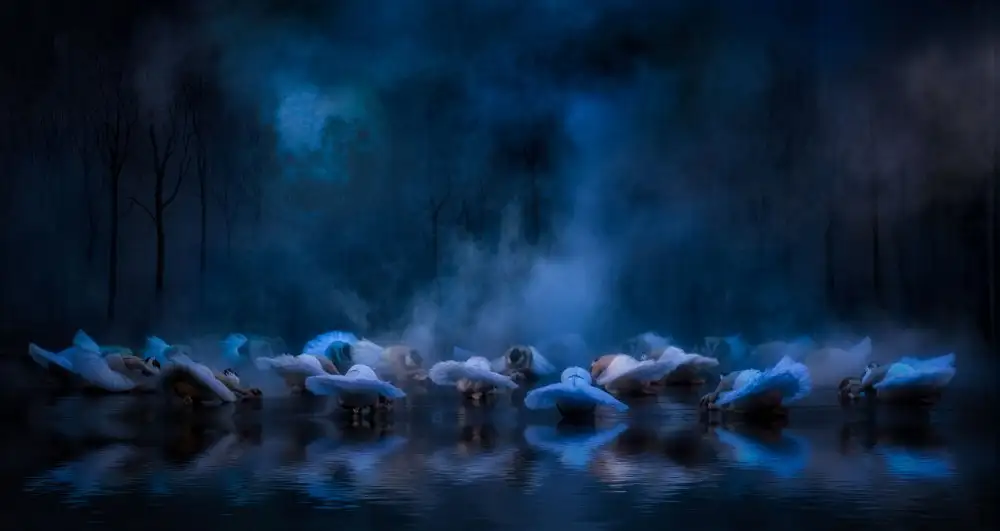 Gerber, Charlaine: Cigni sul lago....