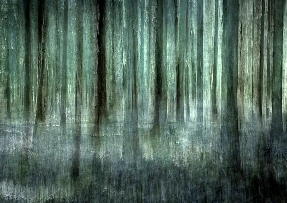 Sillèn, Christina: Luce della foresta