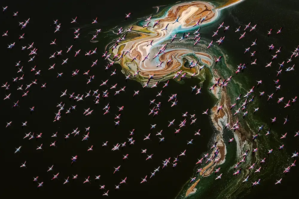 Chen, J. John: Hunderte Flamingos