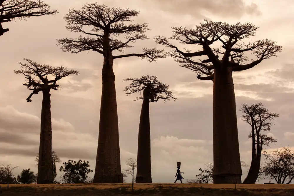 Mirica, Dan: Madagascar