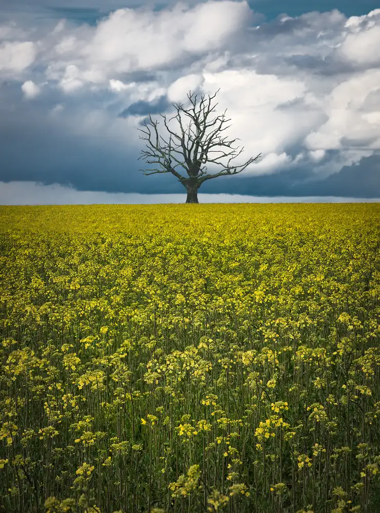 Lindsten, Christian: Oaktree auf Canolafield
