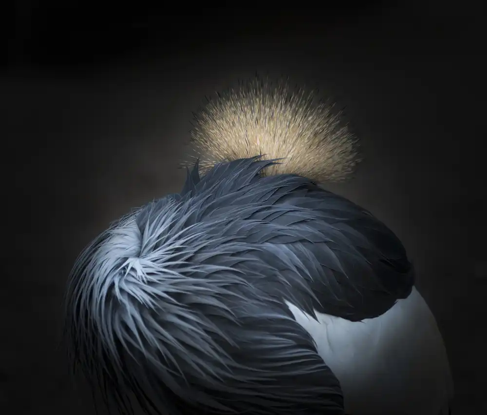 Son, van Greetje: La corona