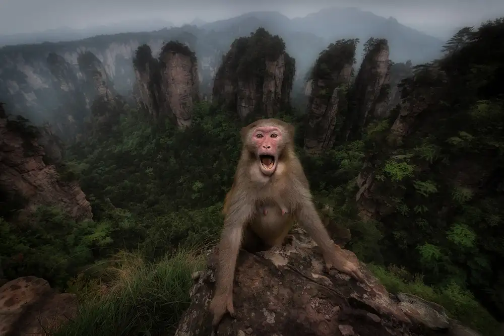 Marchegiani, Roberto: Macaco rhesus