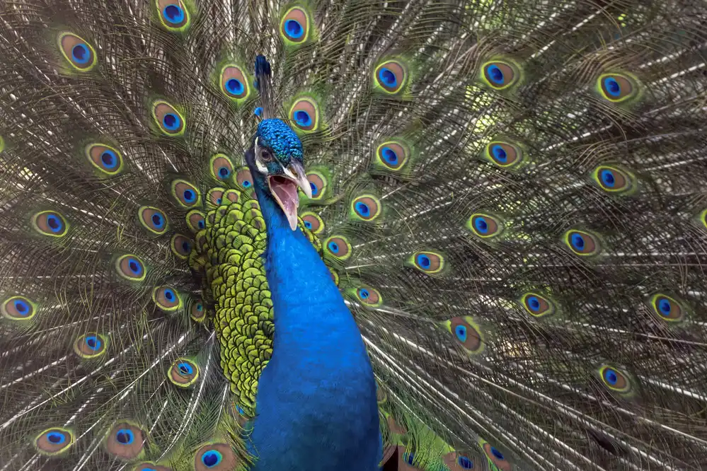 Oesin, Dikky: Indian peafowl