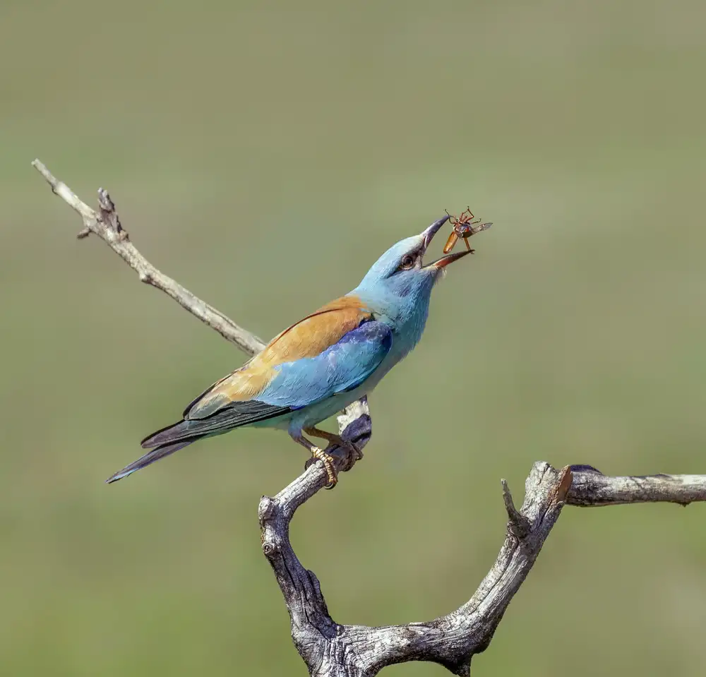 Tseng, Judy: Esibire