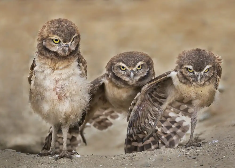 Poreider, Annie: Angry babies