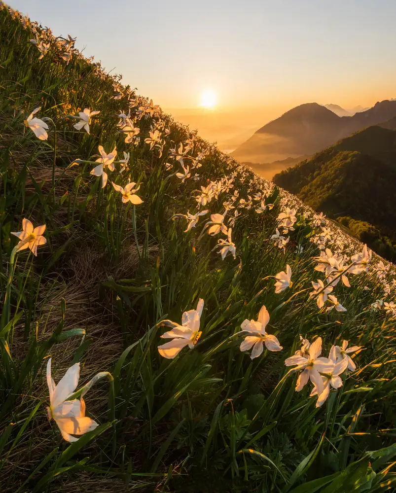 Krivec, Ales: Jonquilles