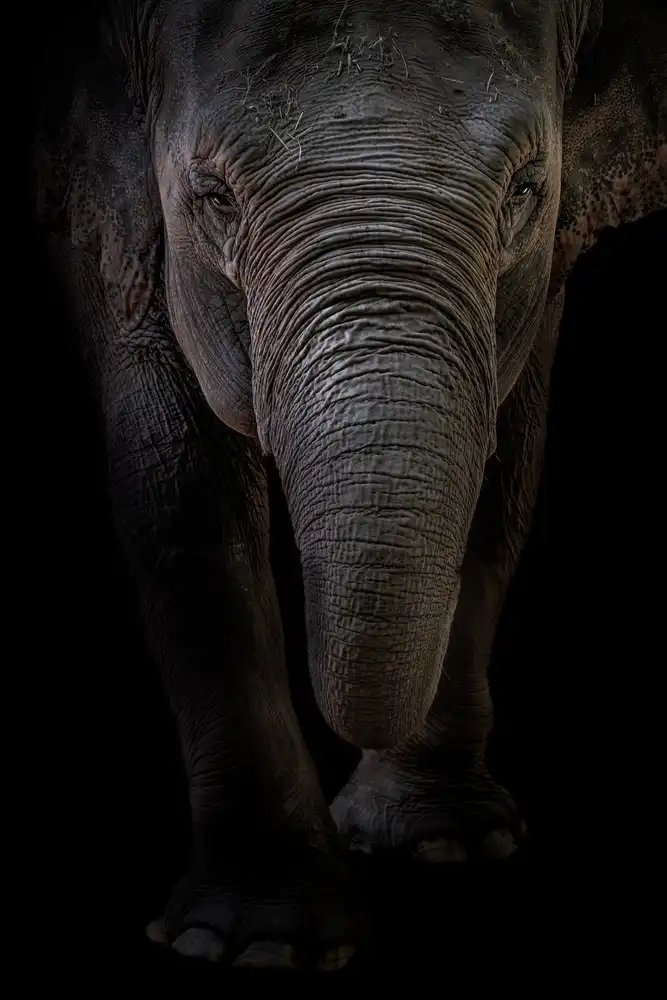 Markovic, Branko: Dumbo