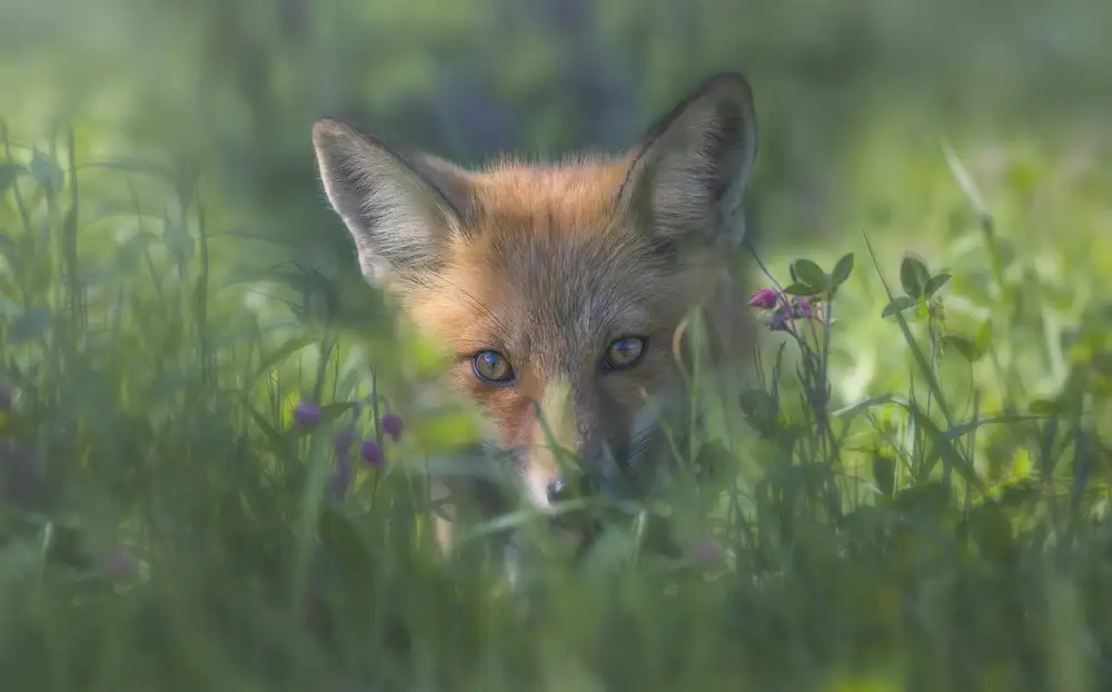 Deng, Larry: roter Fuchs