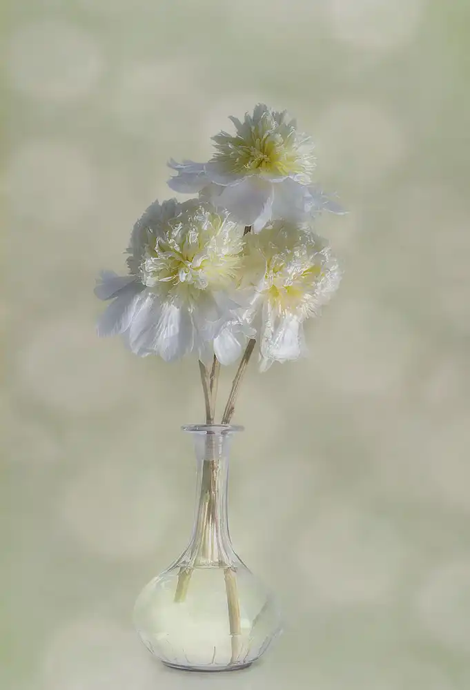 Gray, Gaille: Peonie