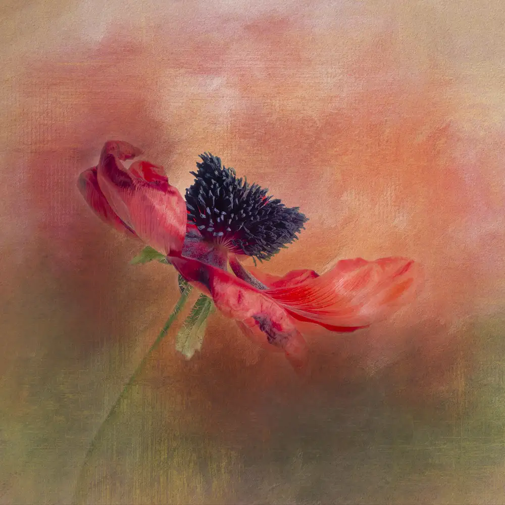 Gray, Gaille: Papavero rosso drammatico