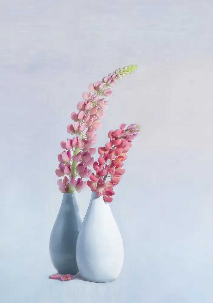 Gray, Gaille: Lupini