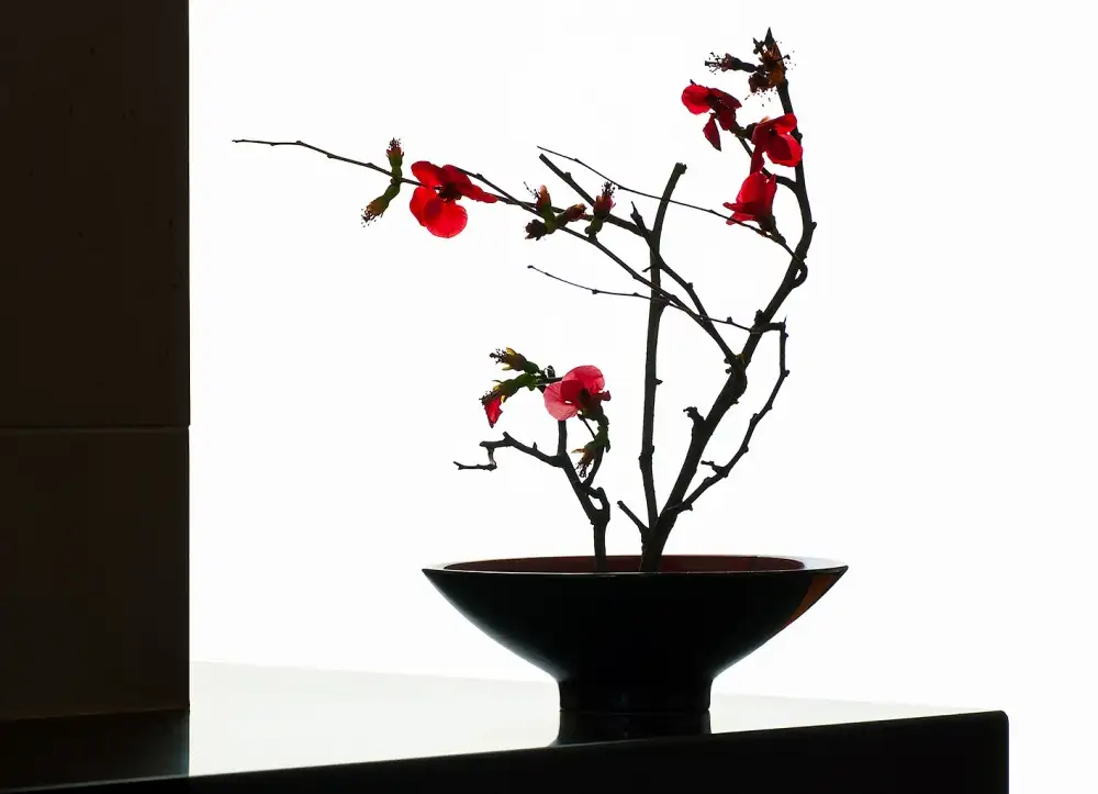 prbimages: Bol Avec Japonica