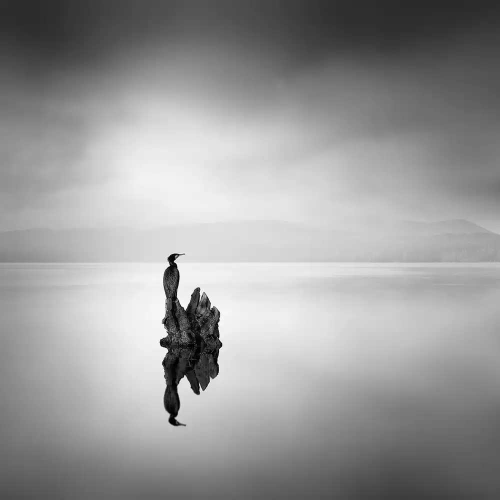 Digalakis, George: Cormorant 02