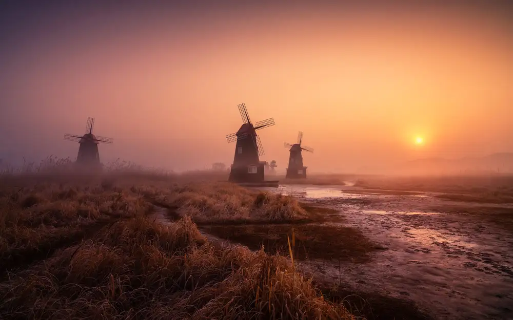Seo, Tiger: Foggy morning