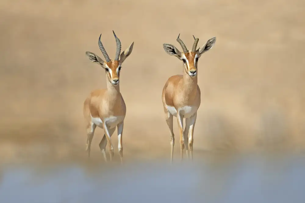 Waldmann, Shlomo: Dorcas Gazelle