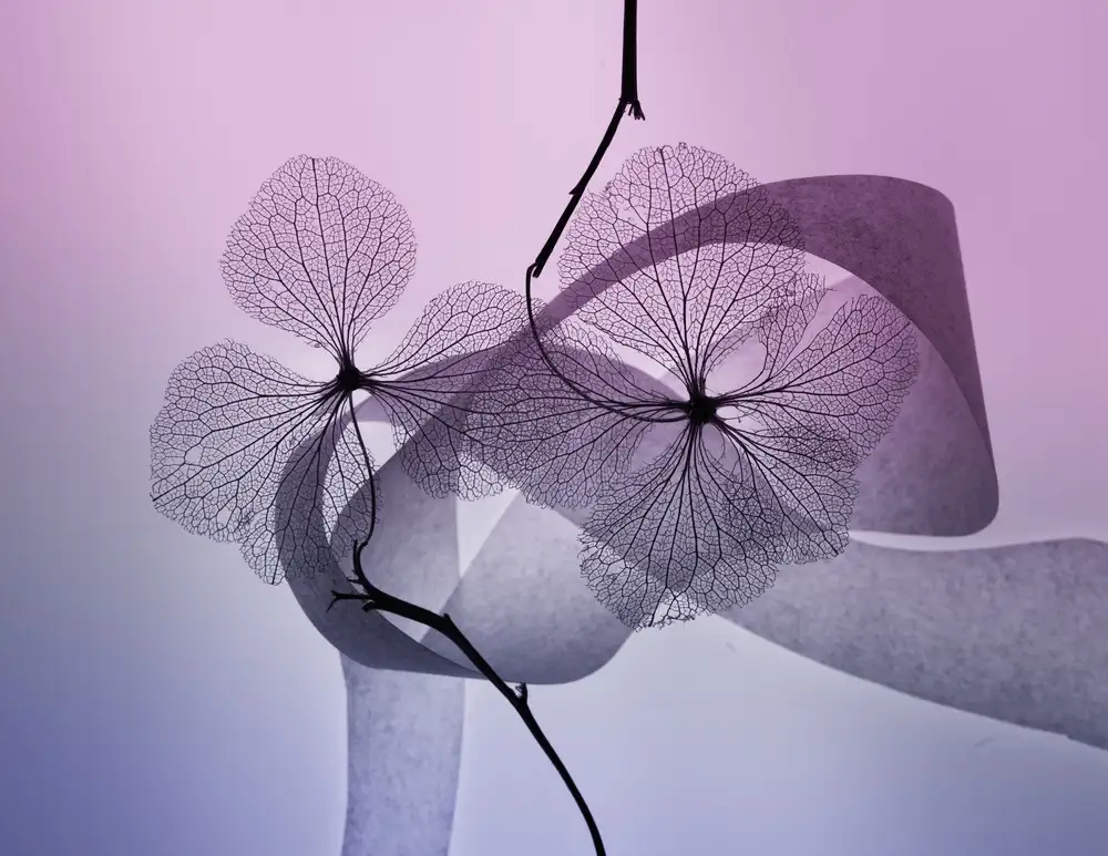 Kowatari, Shihya: Hortensie