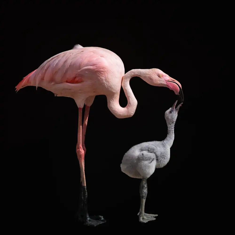 Guillemot, Mathilde: Diventa rosa