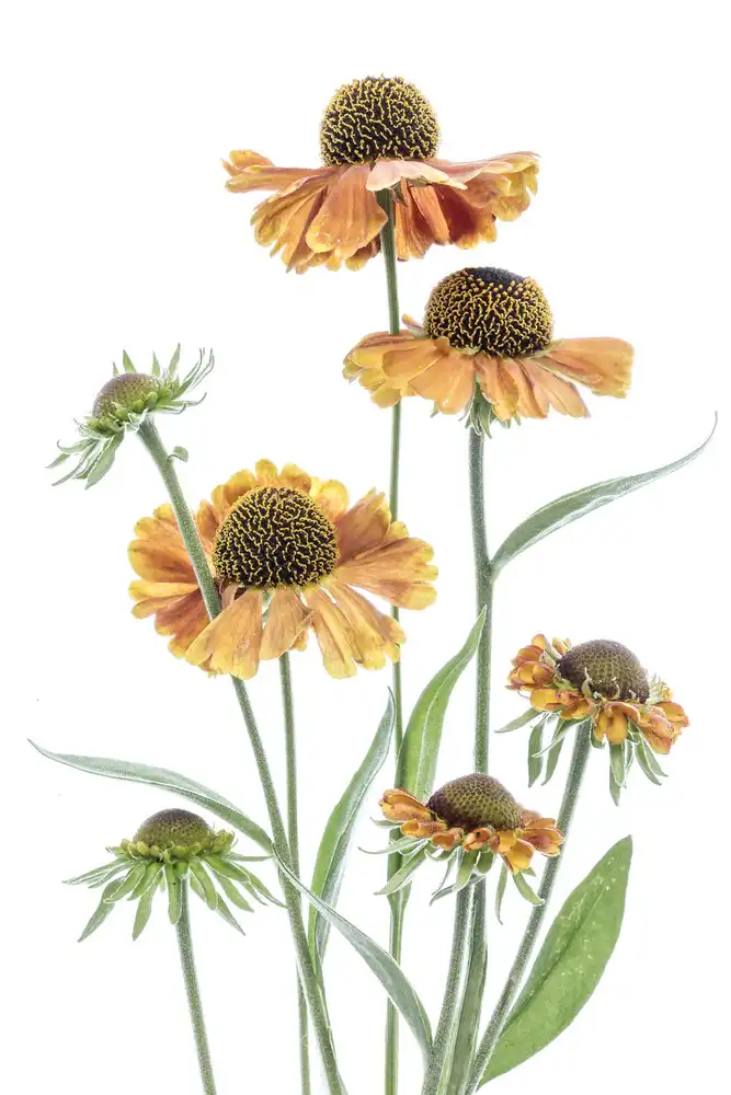 Disher, Mandy: Helenium