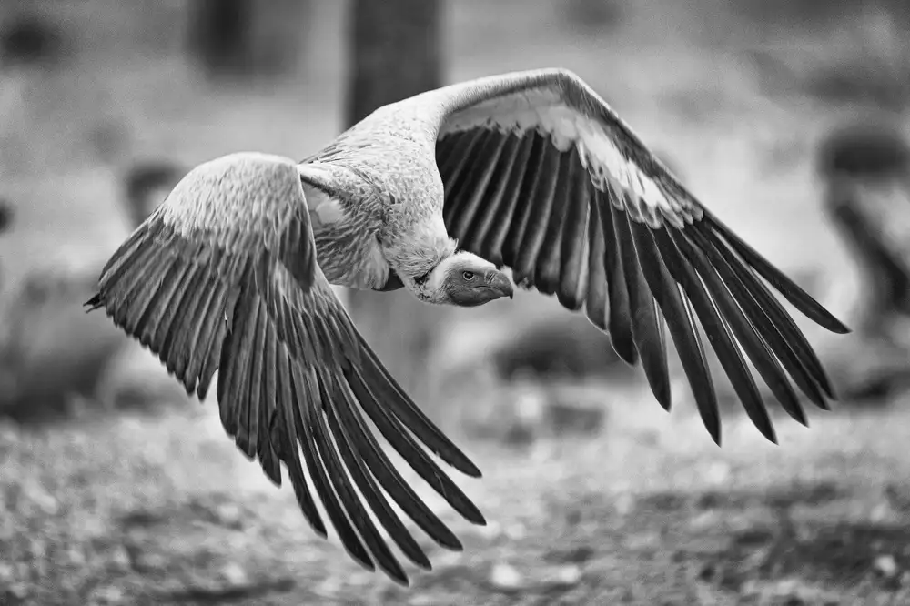 Sink, C. Jeffrey: L'attacco