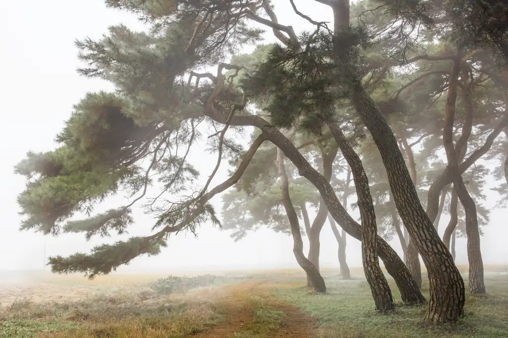 Woo, Shin Ryu: Kiefernhain im Nebel-2