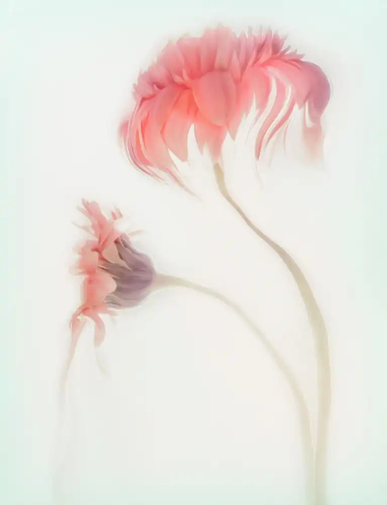 Claes, Gilbert: Bellezza fragile