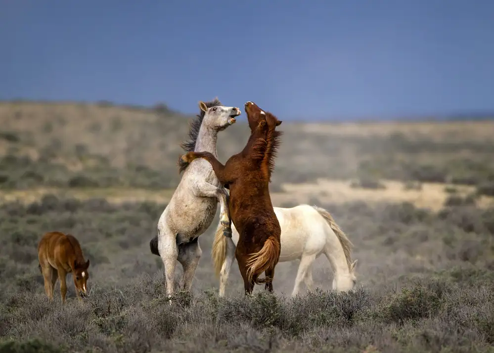 Verdon: Wild Wild West