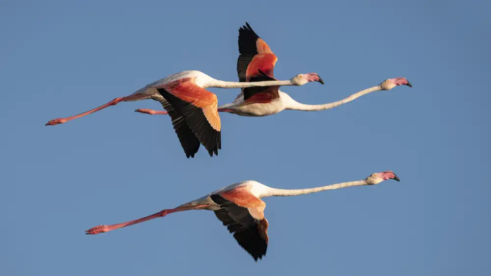Lagandré, Thierry: volo in Camargue