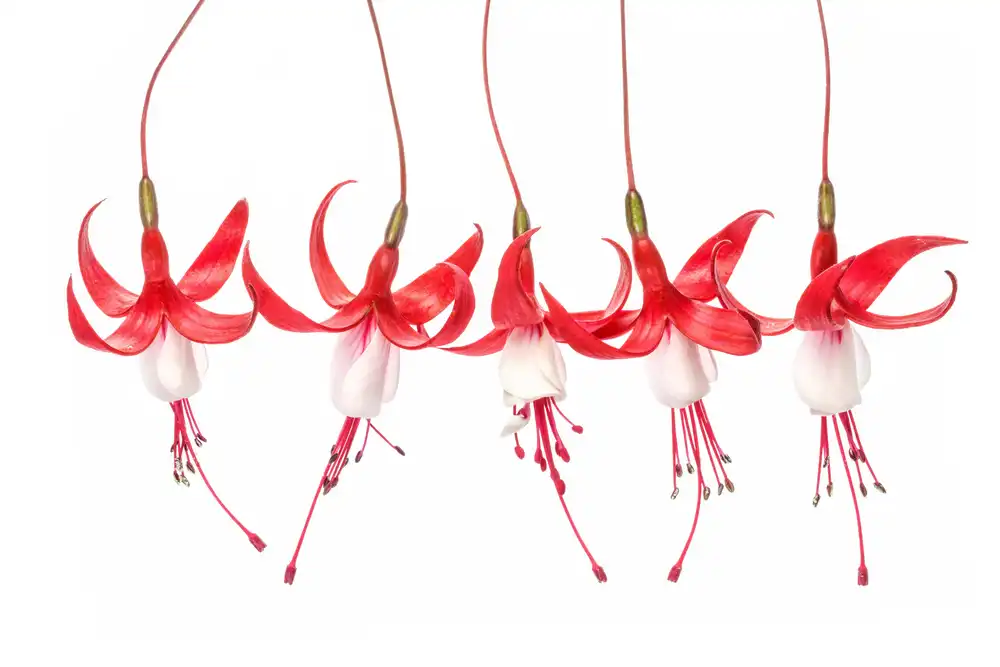 Disher, Mandy: Fucsia