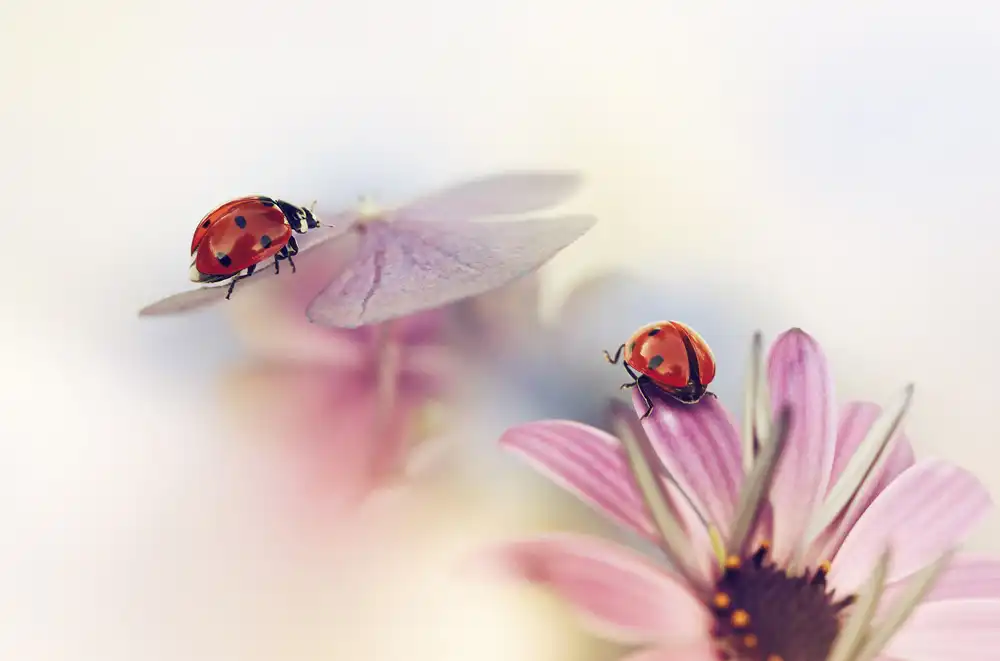 Deelen, van Ellen: Letzte Sommertage