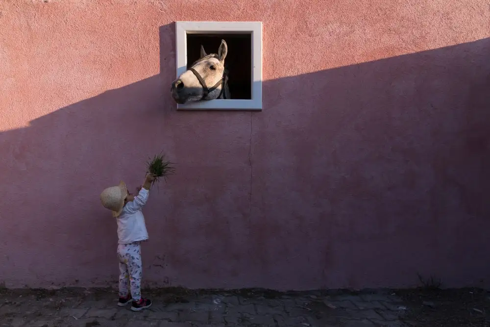 Cirakoglu, Ramazan: come un cavallo