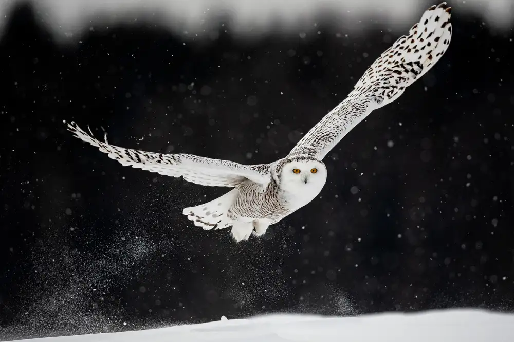 Felici, Massimo: Durch den Schnee