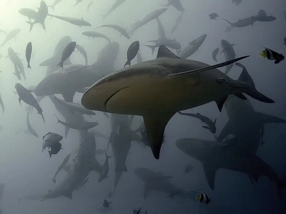 Melesan, Serge: Danse du requin bouledogue