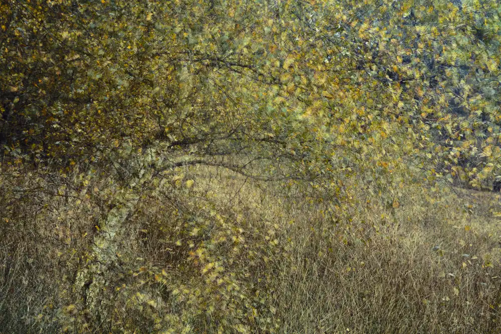Dongen, van Anton: Arbre de mouvement