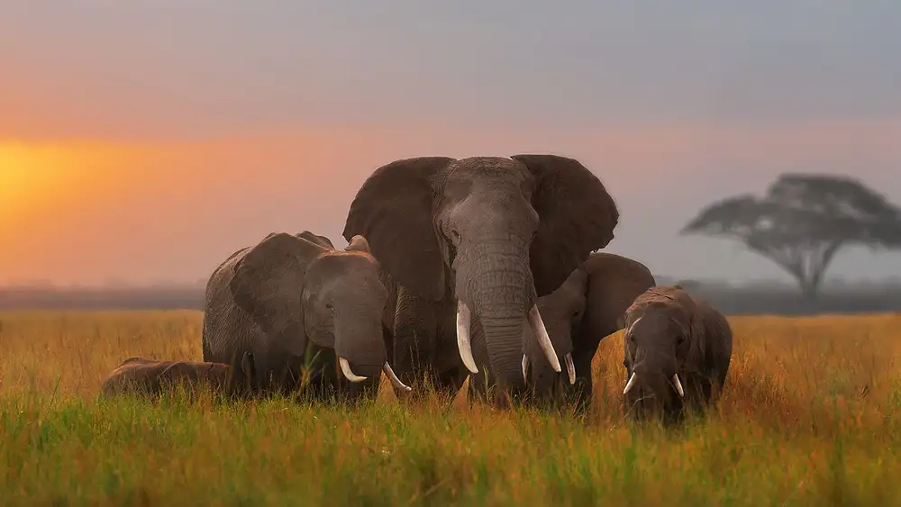 Poreider, Annie: Elephent family v Amboseli