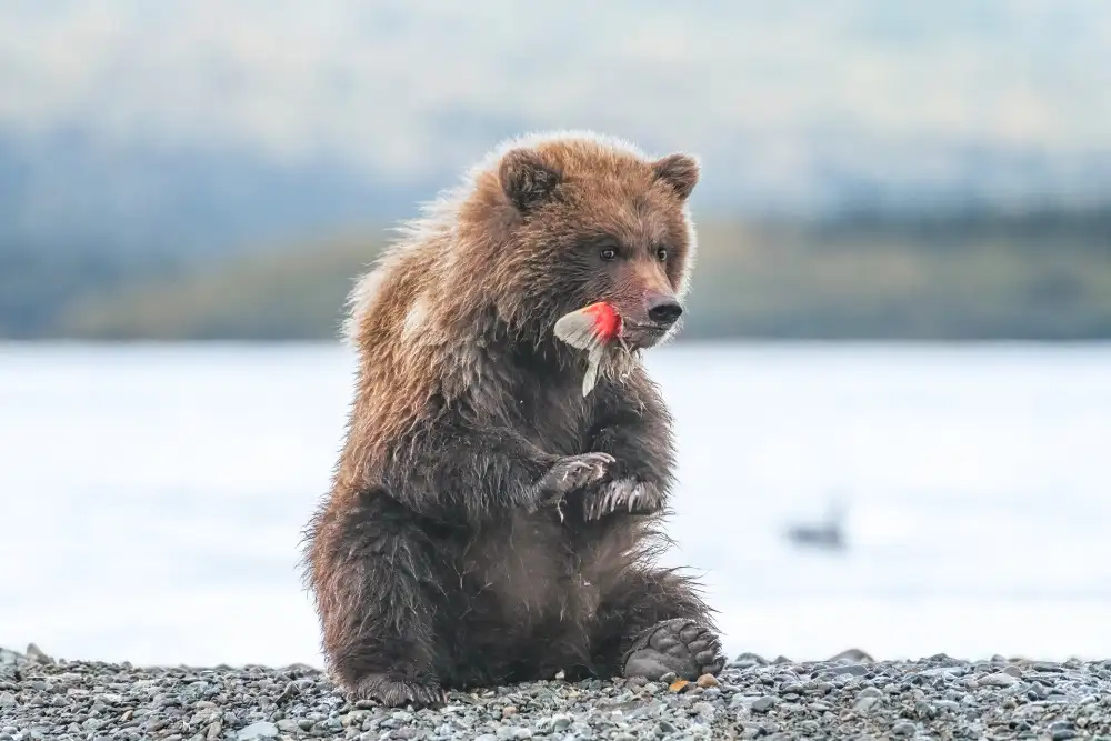 Wei, and Siyu: Un cucciolo d'orso e la sua deliziosa coda di salmone rosso