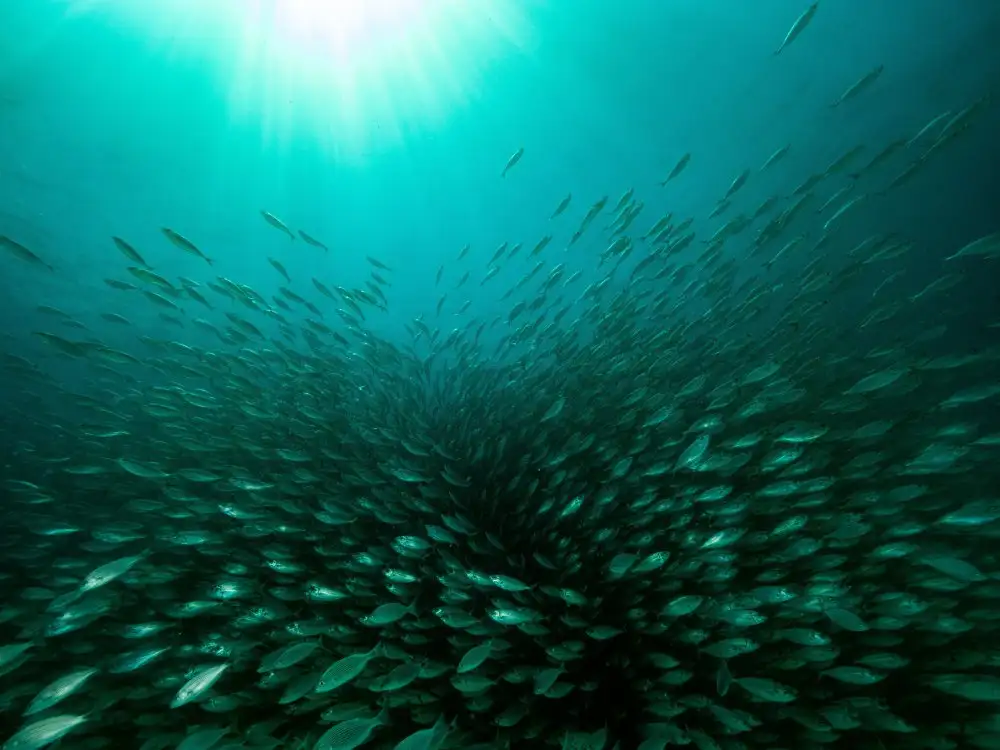 Melesan, Serge: Scholl delle Sardine