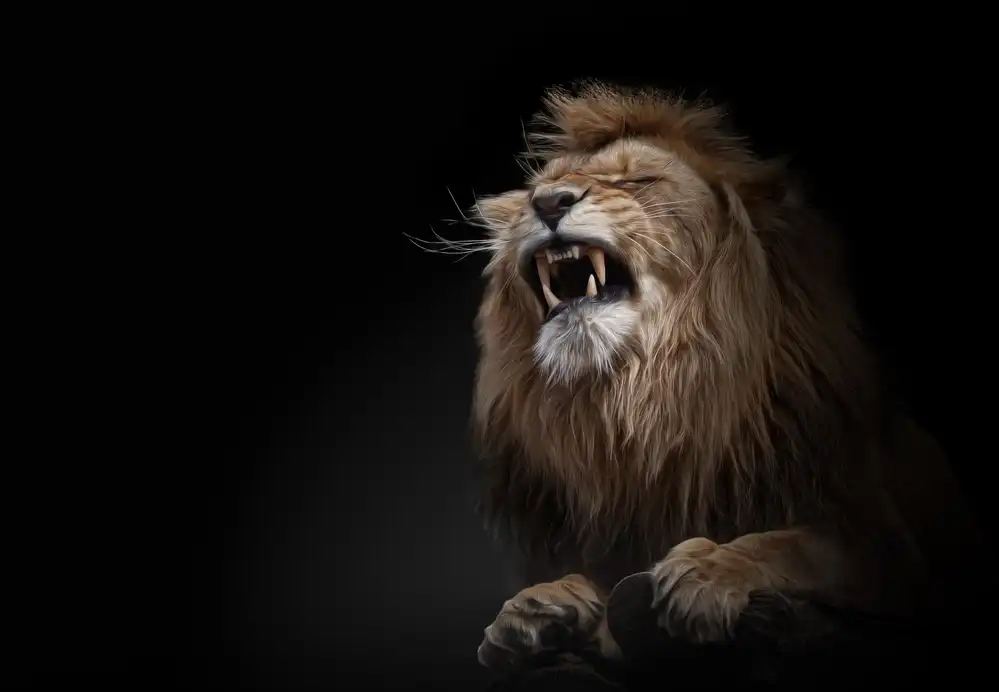 Vollrath, Jörg: ... roar