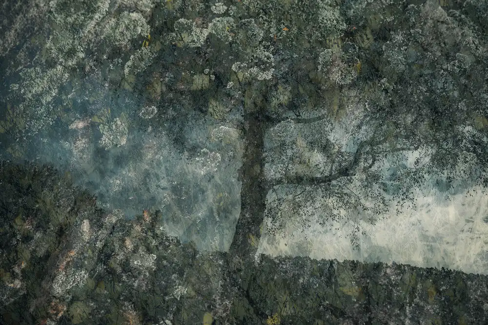 Talen, Nel: Felsen und ein Baum