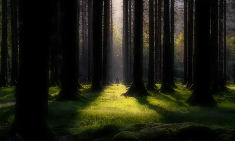 Jubic, Srecko: Gli alberi sono sempre un sollievo