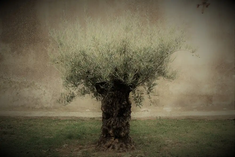 Warth, Irma: Oliva