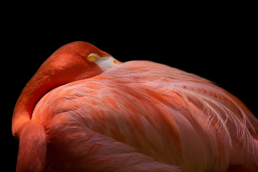 Rublina, Natalia: Melancholischer Flamingo