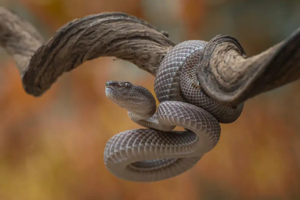 Oesin, Dikky: Mangrove pit viper