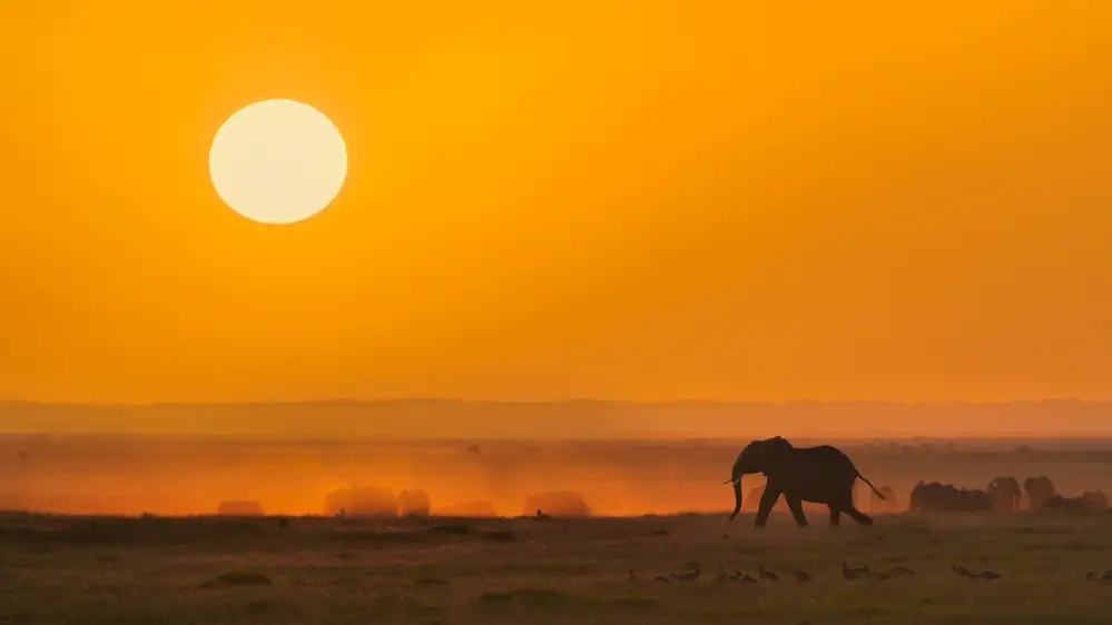 Zuo, Jun: A Golden Morning