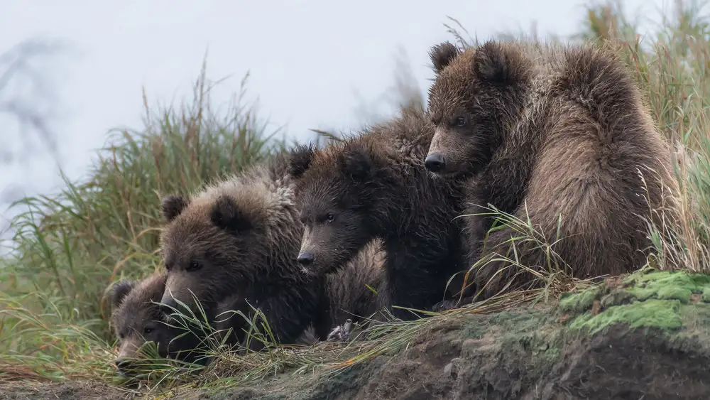 Wei, and Siyu: Aspettando la mamma