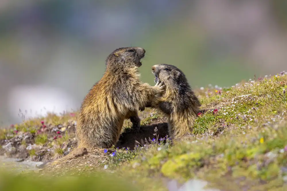 Redaelli, Marco: Marmota en el arcoiris