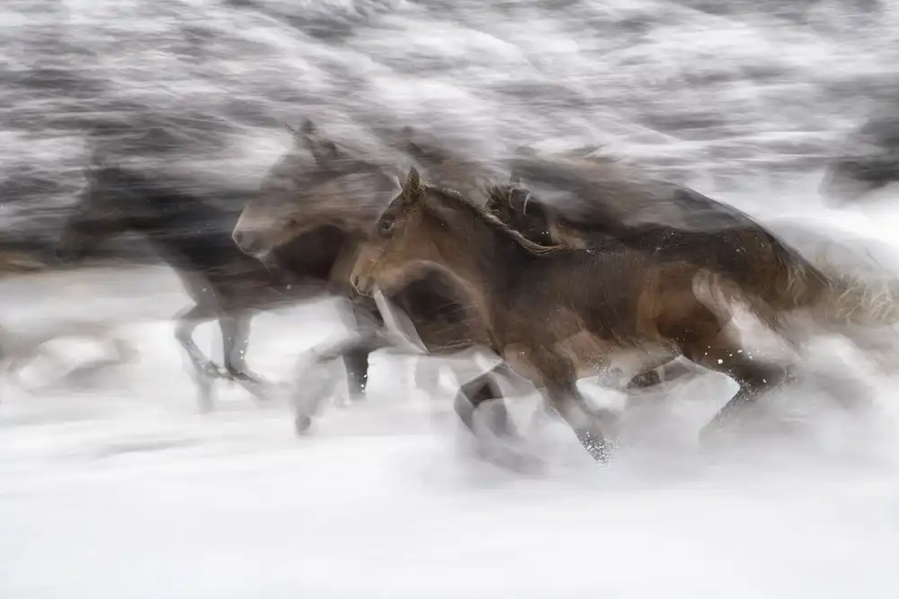 Malovrh, Milan: galoppo invernale