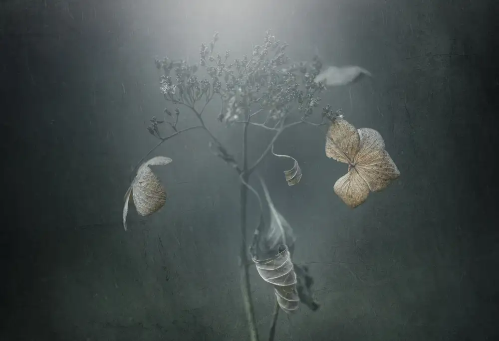 Suzuki, Takashi: Avec l'hortensia